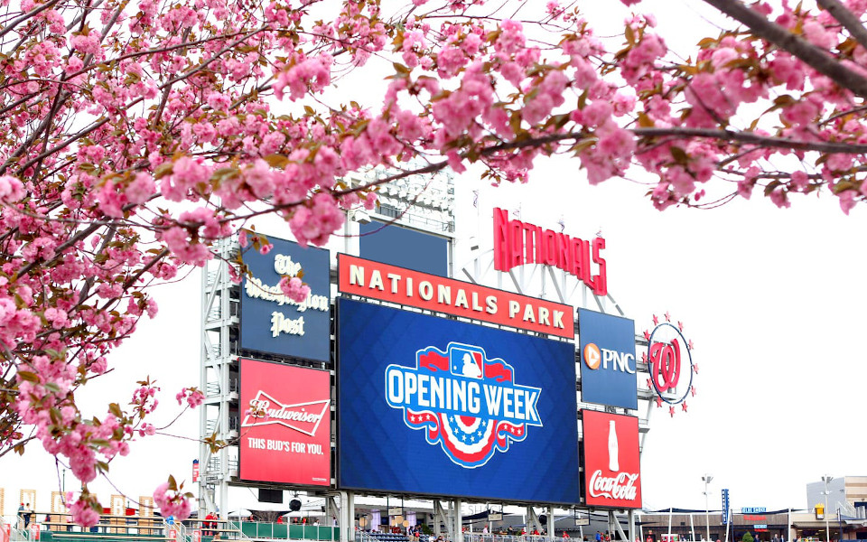 Nats Park and Cherry Blossoms in the Spring : r/baseball